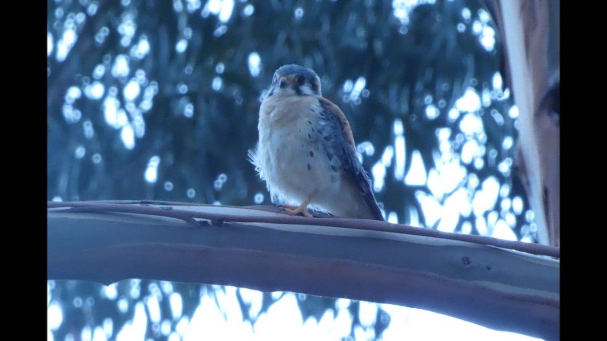 American Kestrel - ML644241508