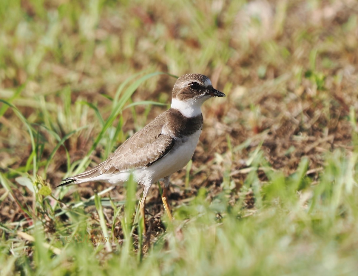 Semipalmated Plover - ML644241524