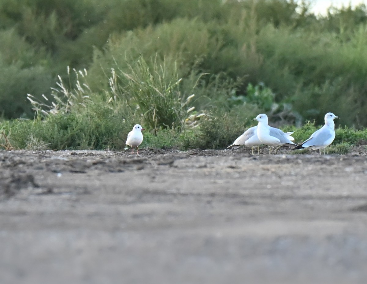 Black-headed Gull - ML644241526