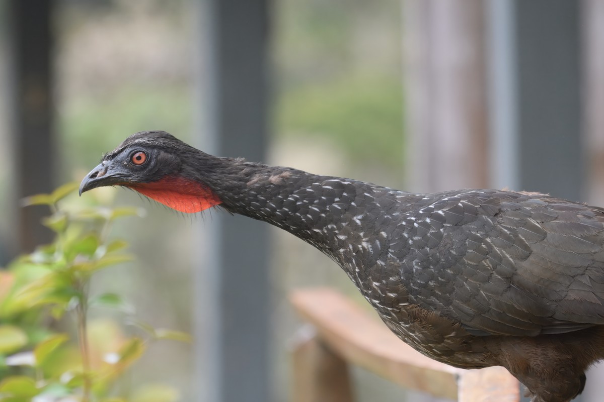 Pénélope yacouhou - ML644241540
