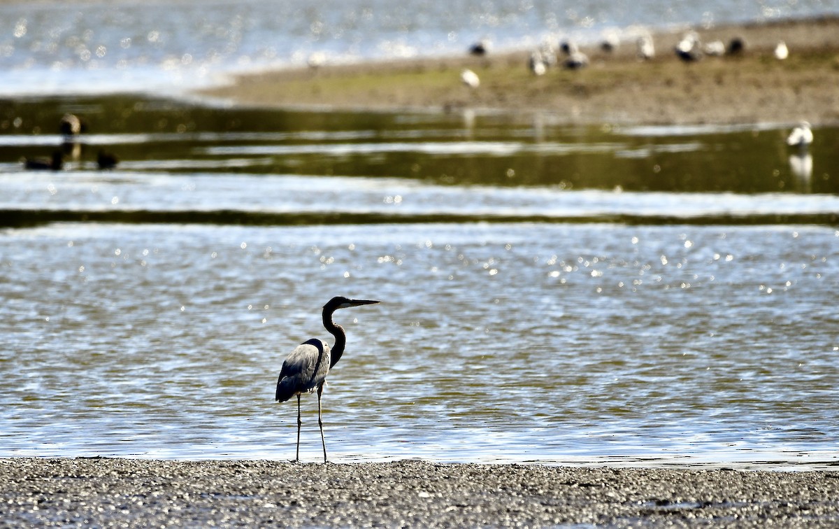 Great Blue Heron - ML644241541