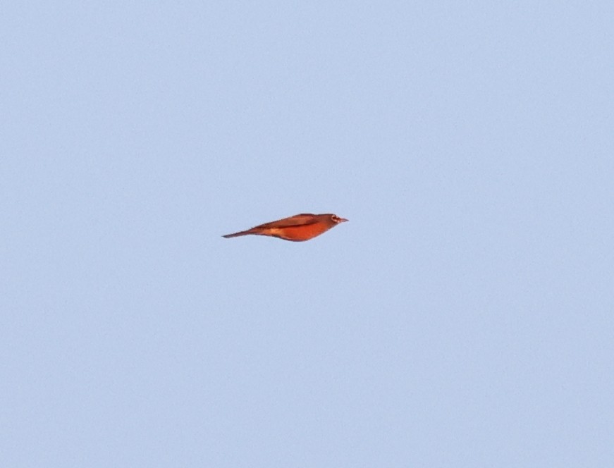 Merle d'Amérique - ML644241552