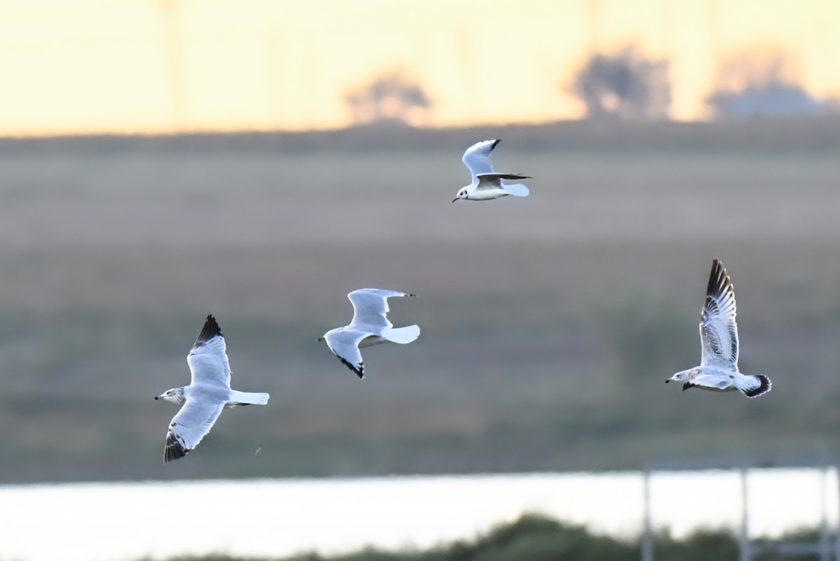 Black-headed Gull - ML644241554