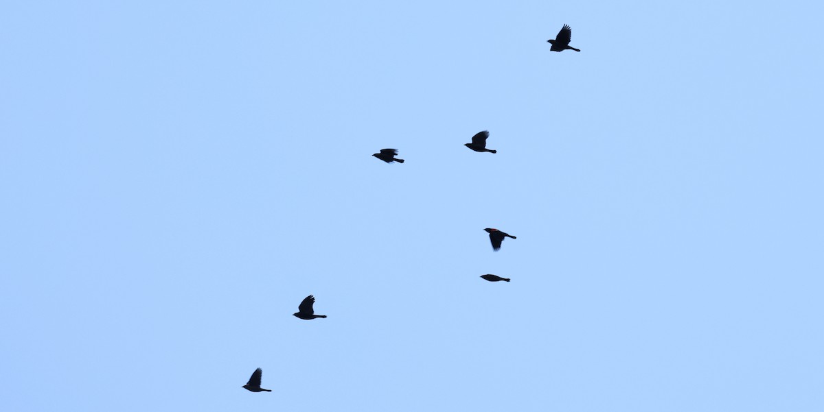 Carouge à épaulettes - ML644241557