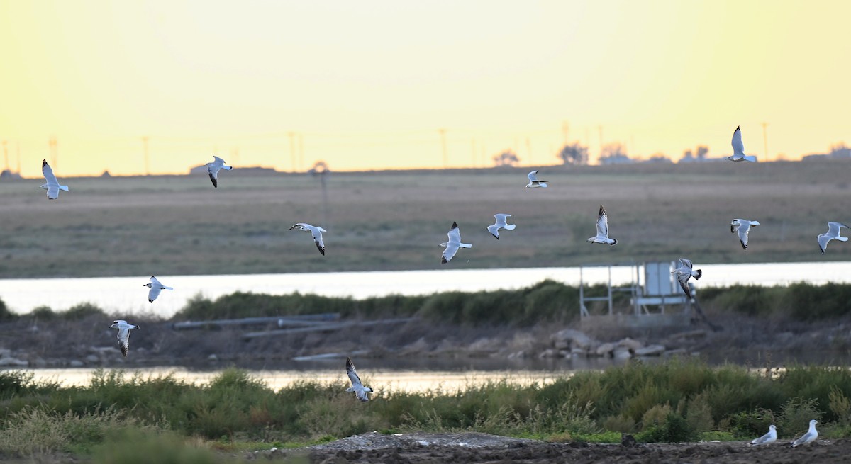 Black-headed Gull - ML644241559