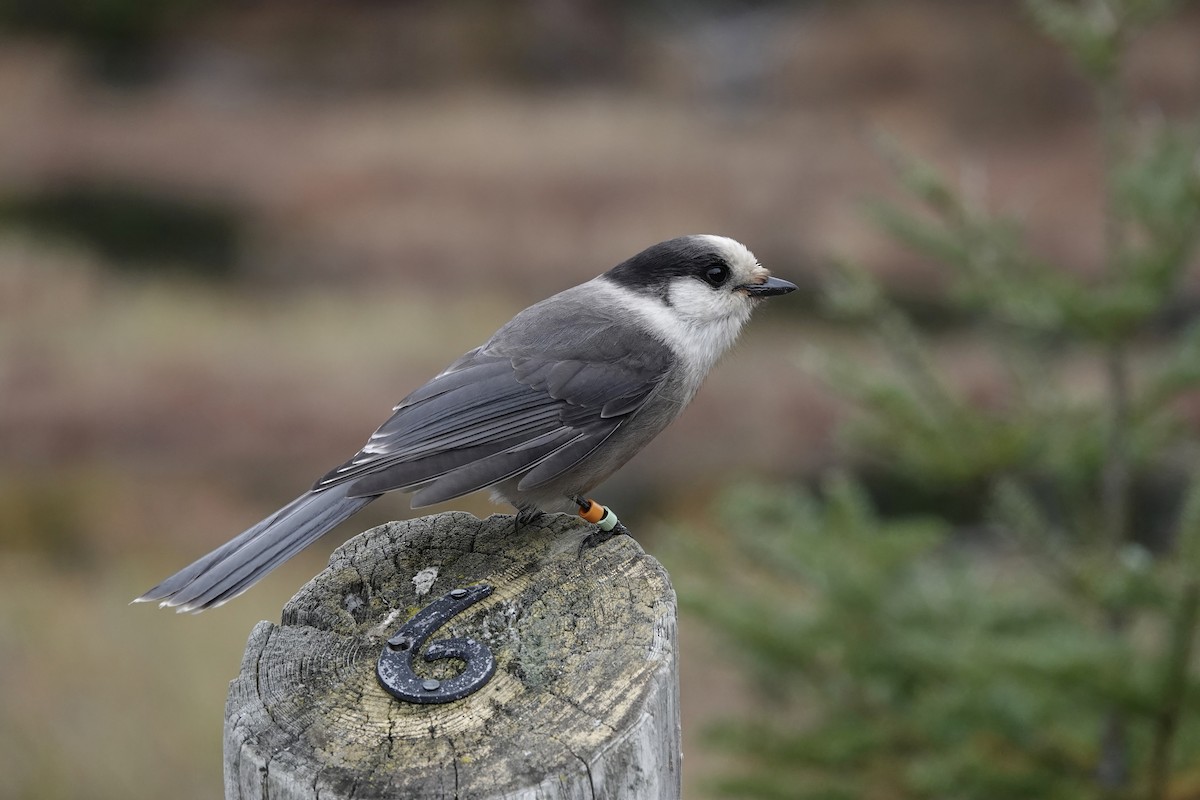 Mésangeai du Canada (groupe canadensis) - ML644241568