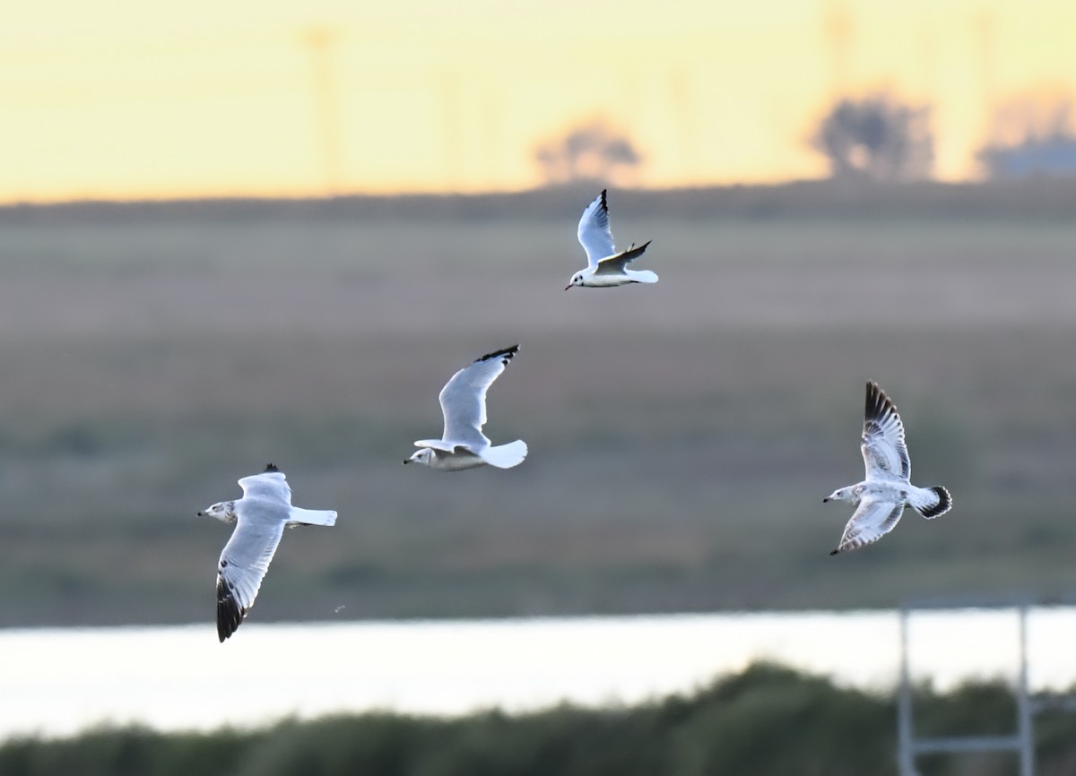 Black-headed Gull - ML644241580