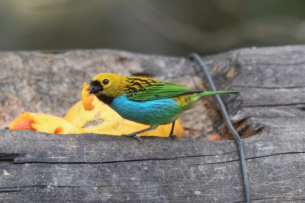 gullsnittanagar - ML644241584