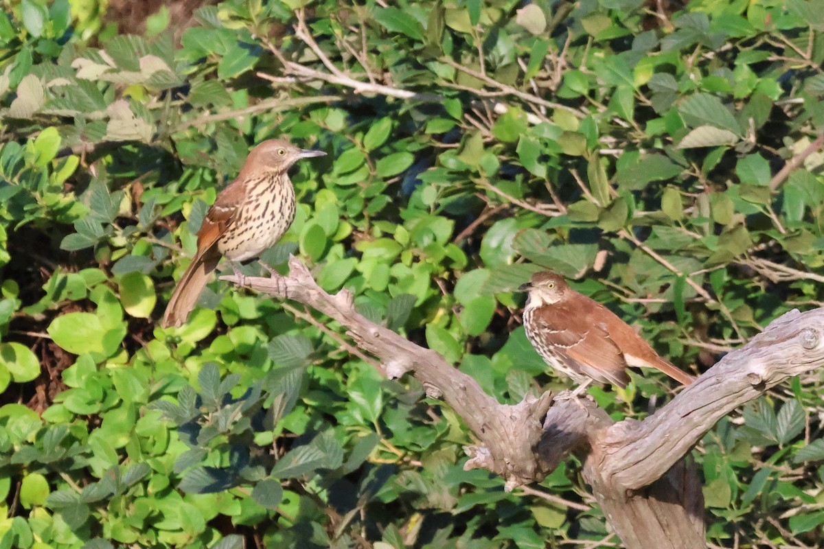 Cuitlacoche Rojizo - ML644241591