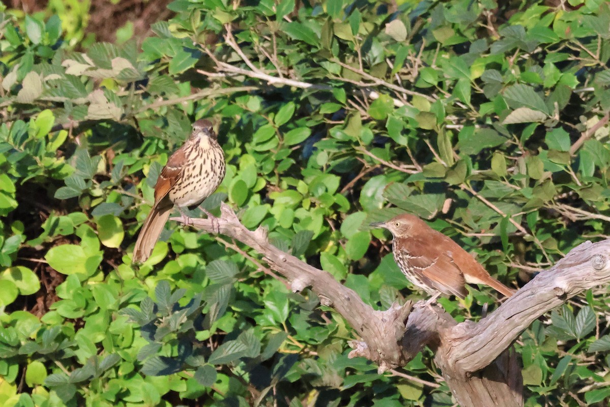 Cuitlacoche Rojizo - ML644241592