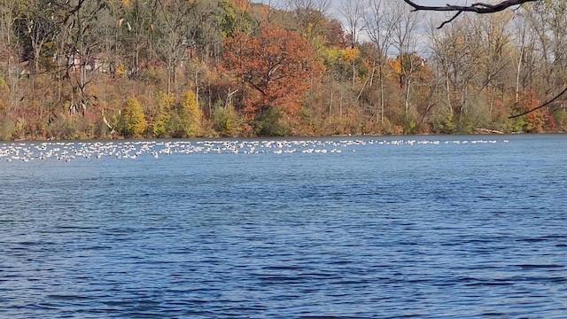 American Herring Gull - ML644241595