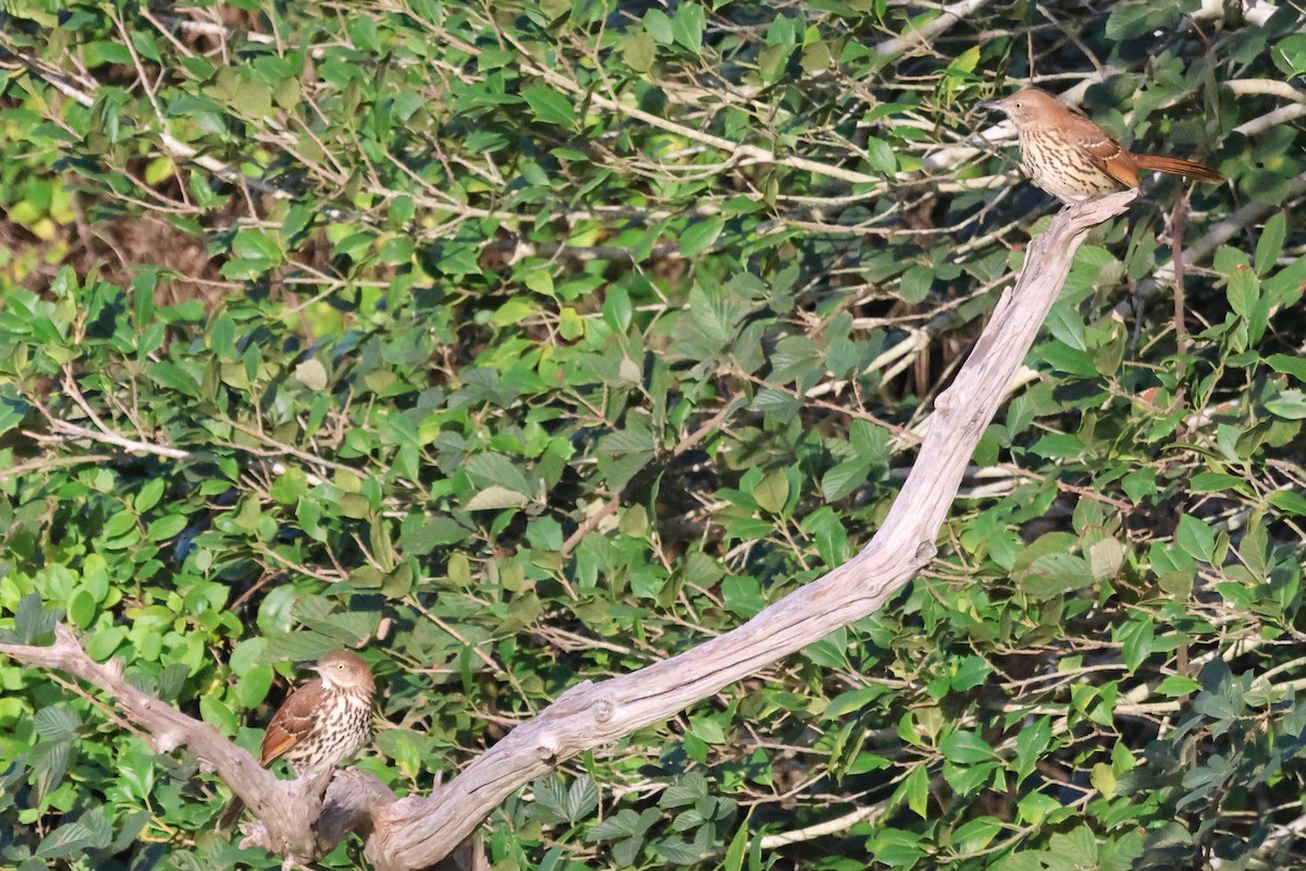 Cuitlacoche Rojizo - ML644241596