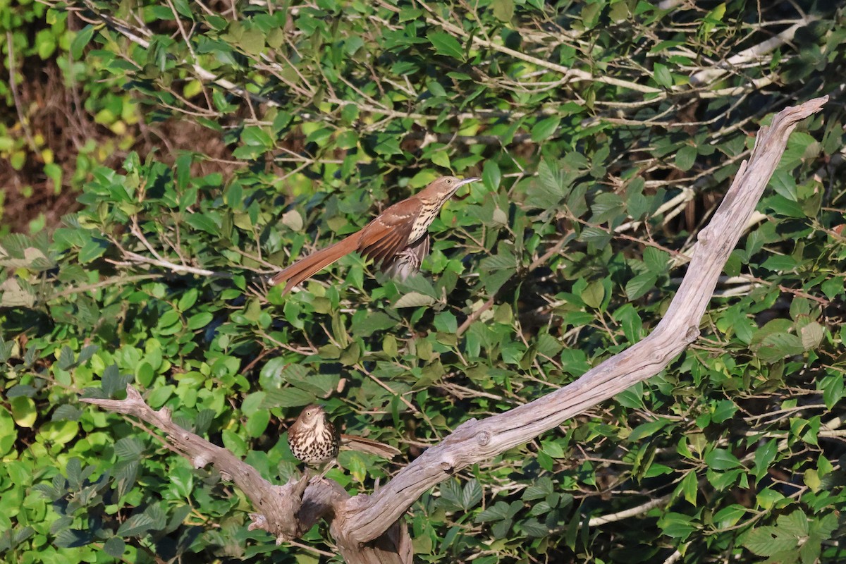 Cuitlacoche Rojizo - ML644241597