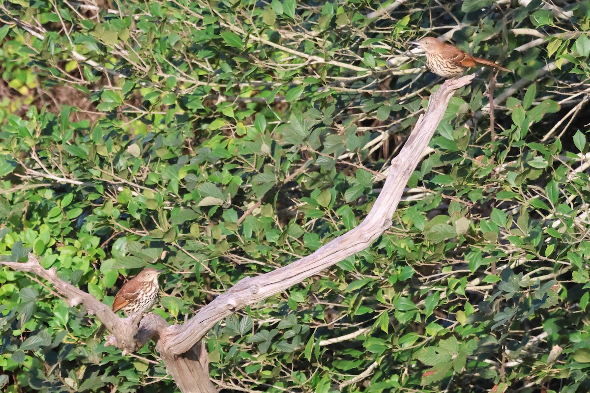 Cuitlacoche Rojizo - ML644241598