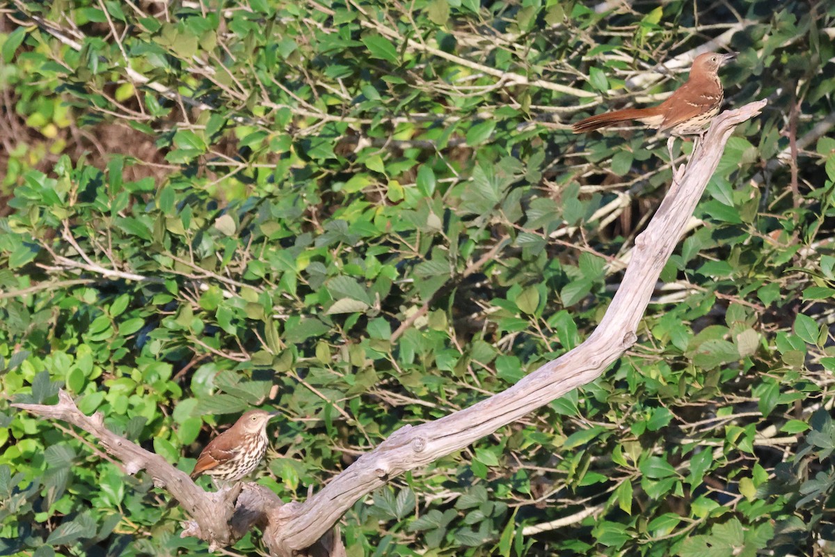 Cuitlacoche Rojizo - ML644241599