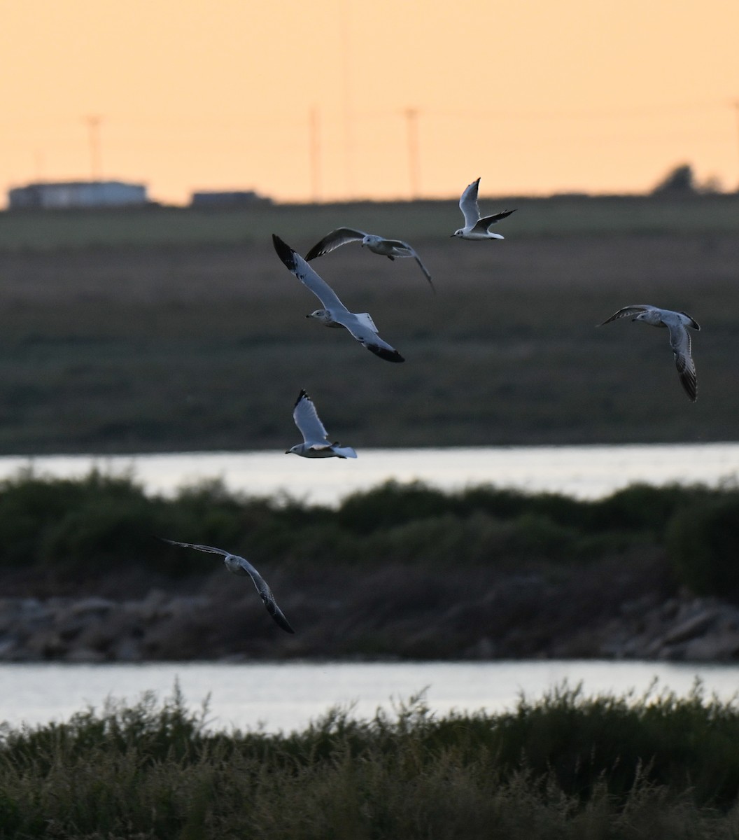 Black-headed Gull - ML644241603