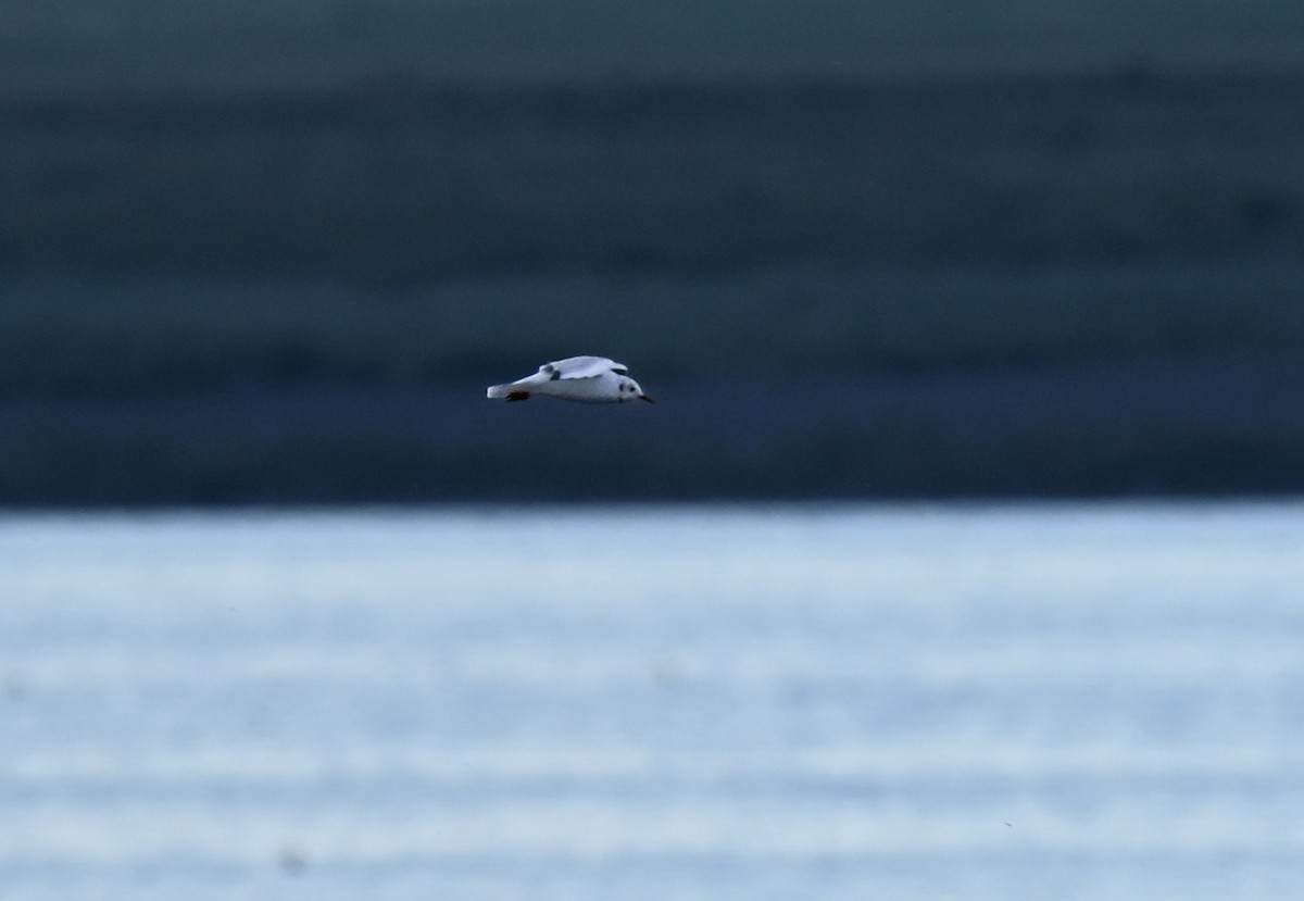 Black-headed Gull - ML644241611