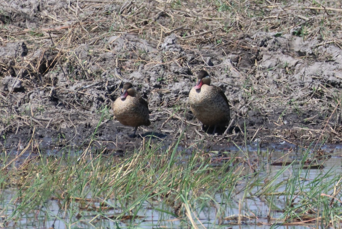 Red-billed Duck - ML644241613