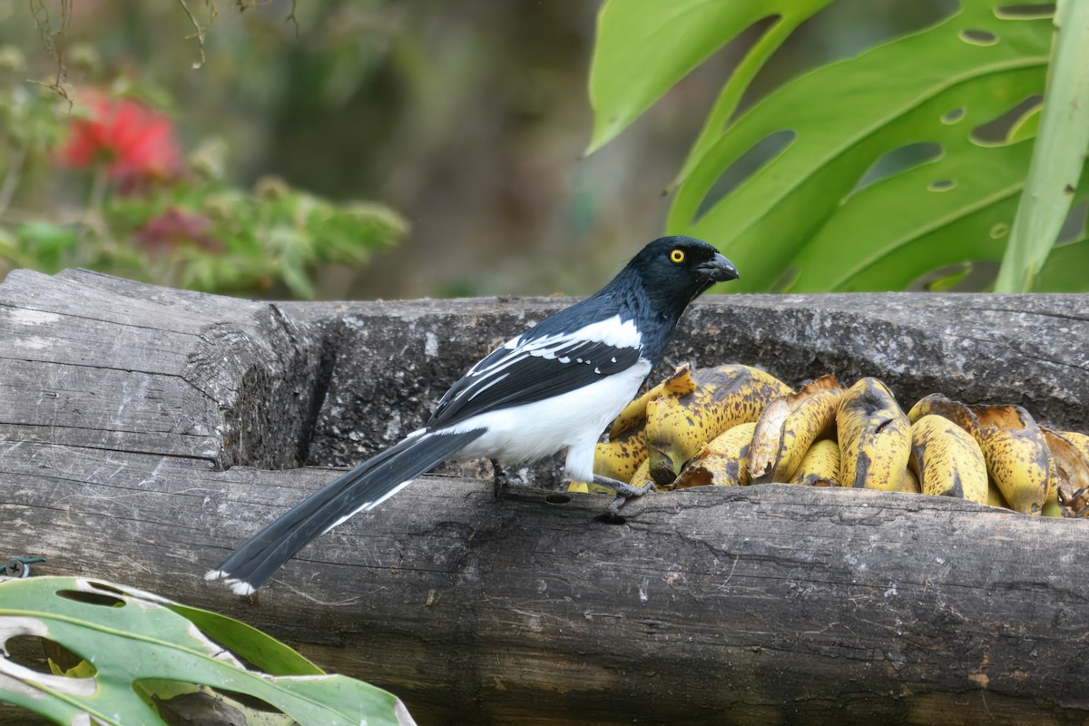 Magpie Tanager - ML644241615