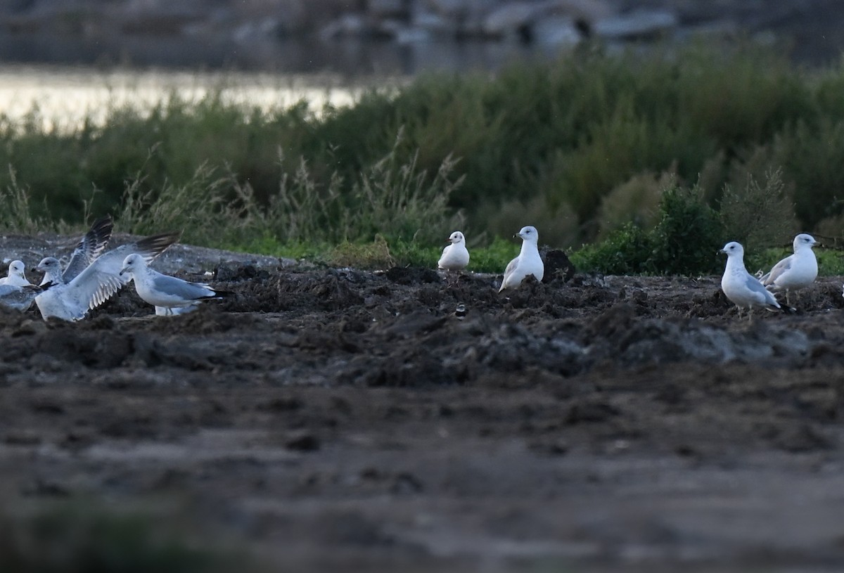 Black-headed Gull - ML644241616