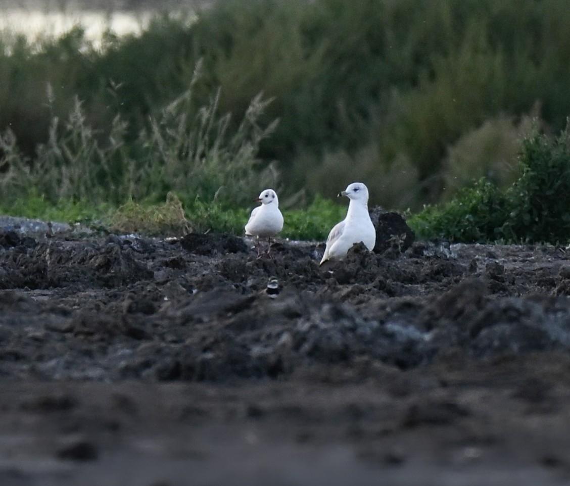 Black-headed Gull - ML644241621