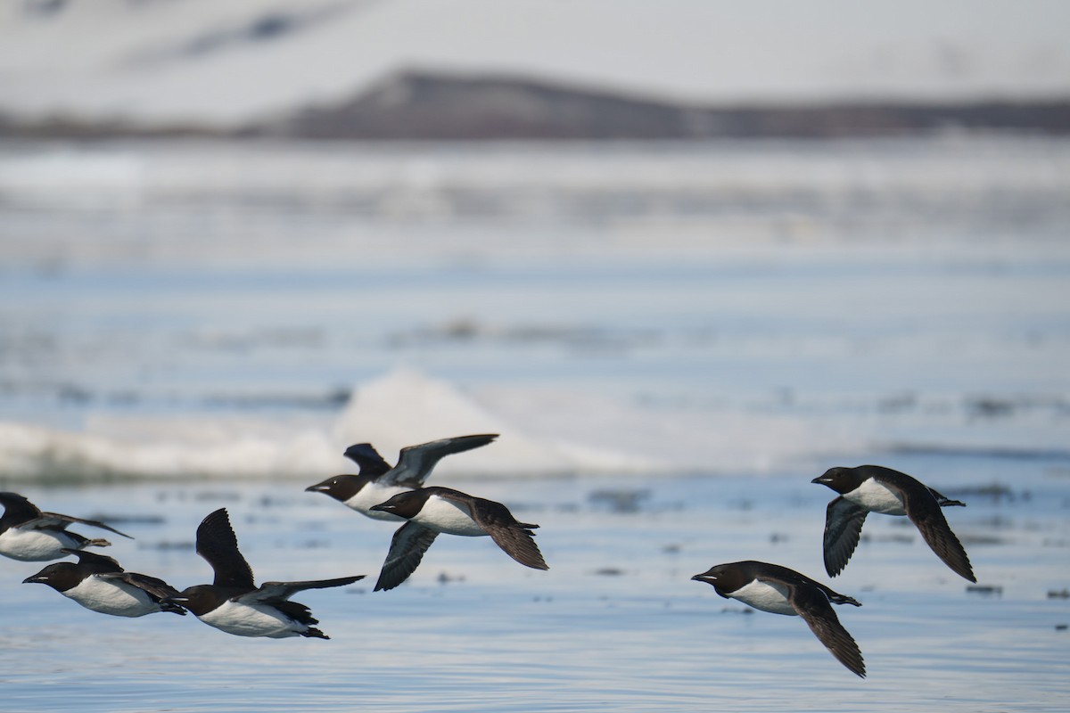 Толстоклювая кайра - ML644241630