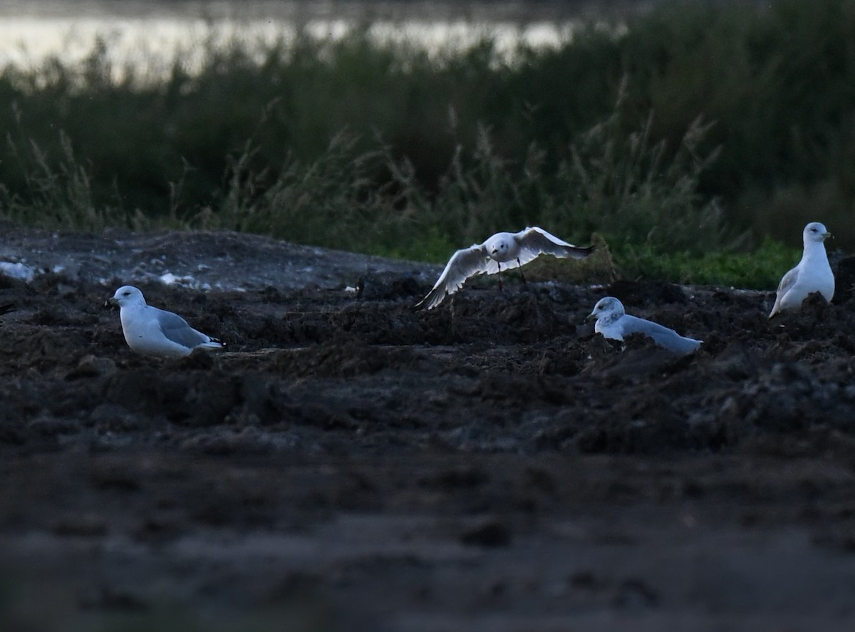 Black-headed Gull - ML644241635