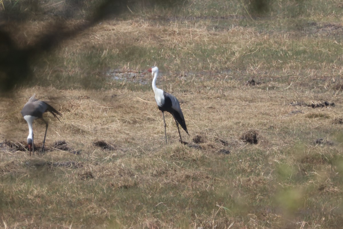 ホオカザリヅル - ML644241636