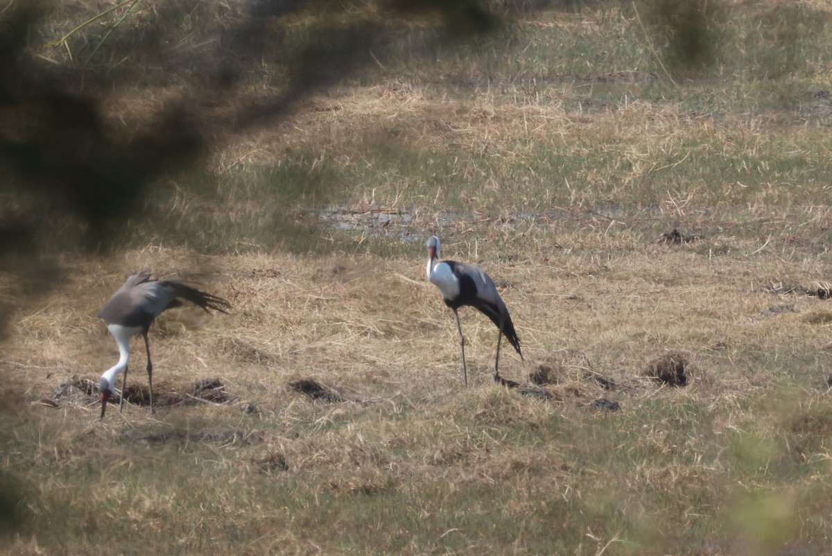 ホオカザリヅル - ML644241638