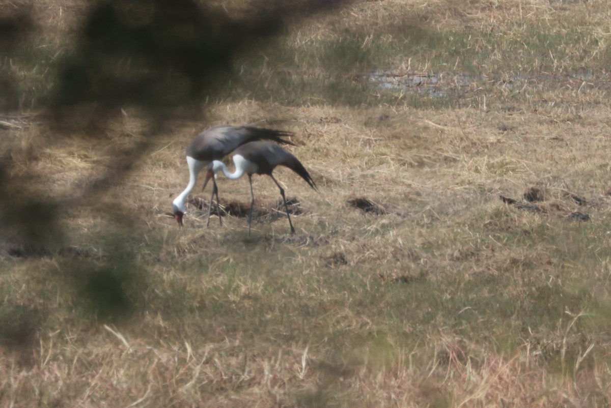 ホオカザリヅル - ML644241640