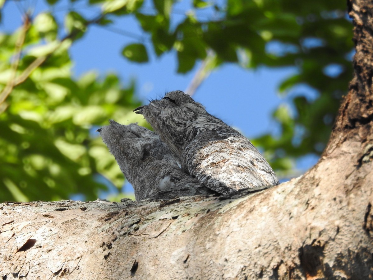 Great Potoo - ML644241648