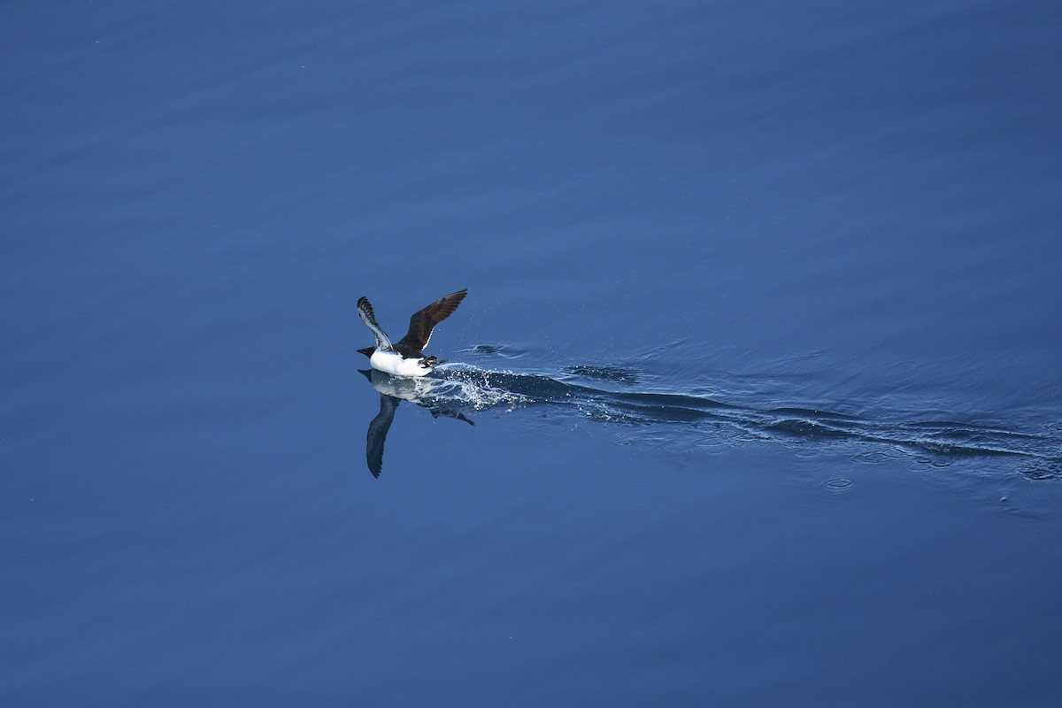 Толстоклювая кайра - ML644241663