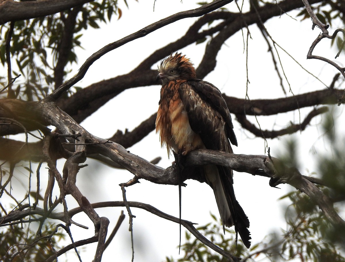 Square-tailed Kite - ML644241670