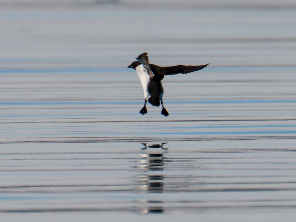 Толстоклювая кайра - ML644241671