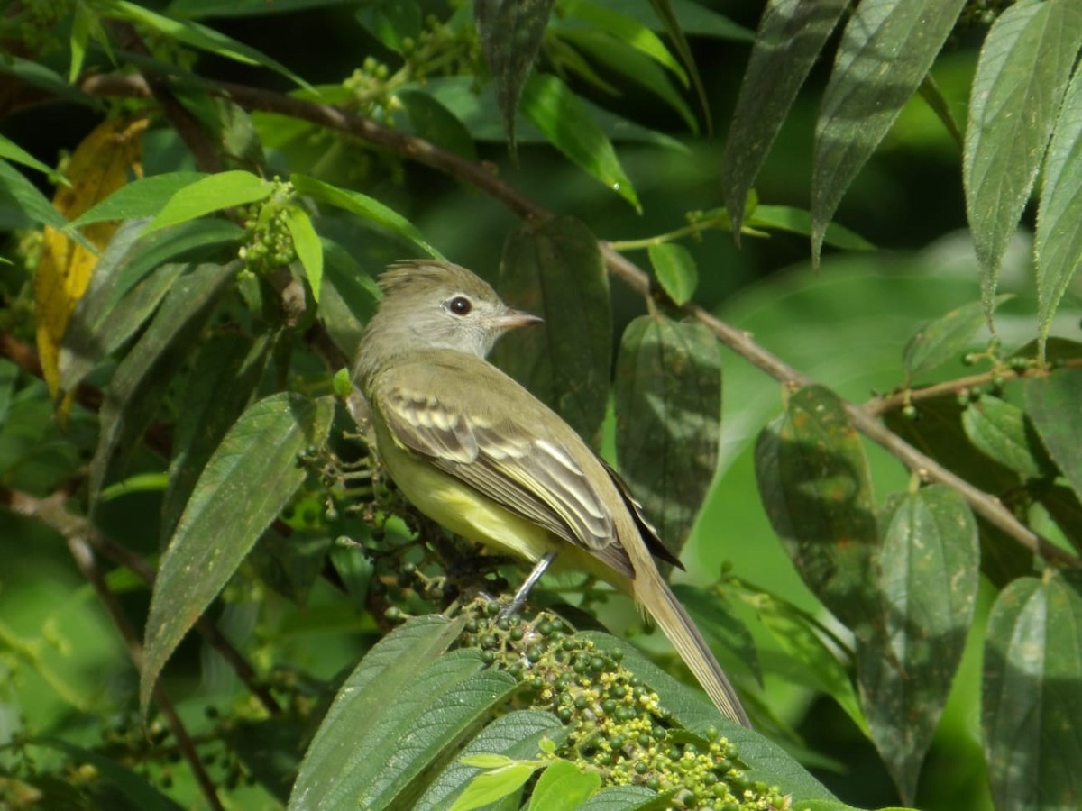 Yellow-bellied Elaenia - ML644241676