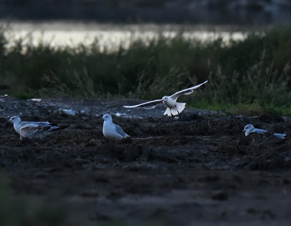 Black-headed Gull - ML644241678
