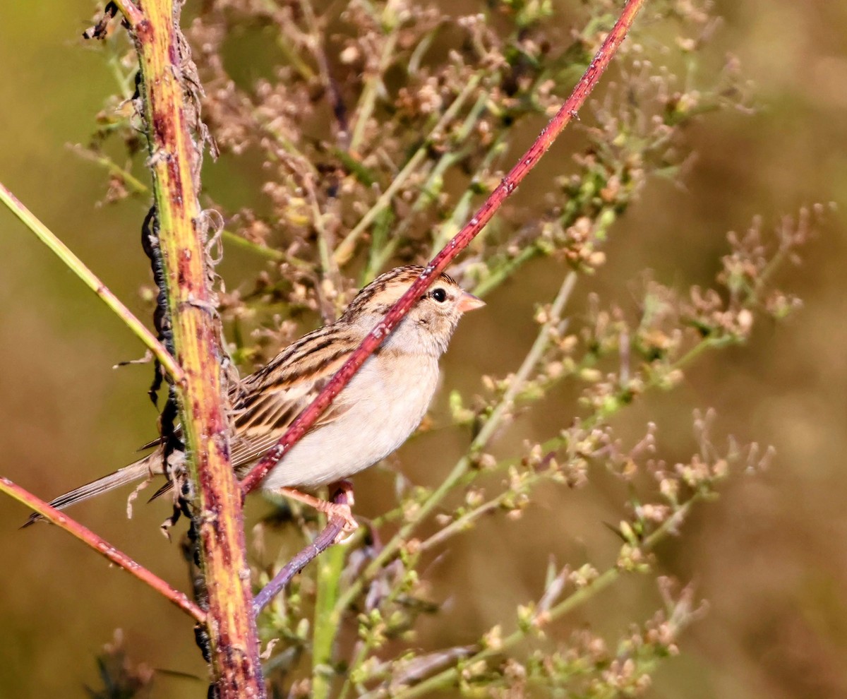 Chipping Sparrow - ML644241680