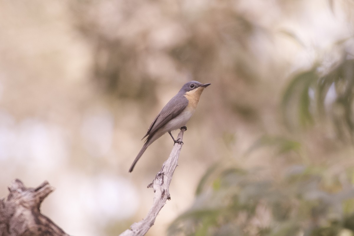 blymonark - ML644241681