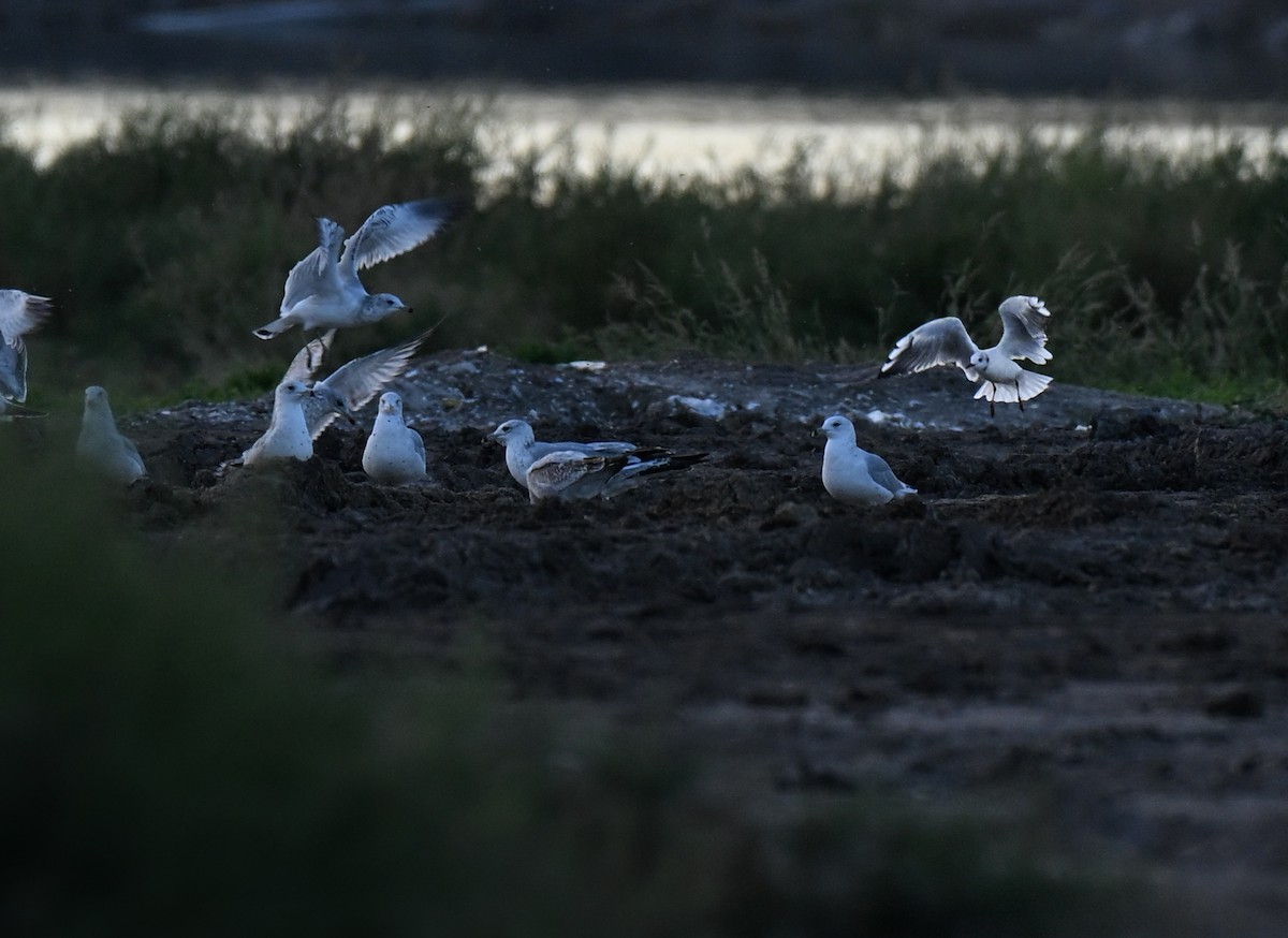 Black-headed Gull - ML644241682