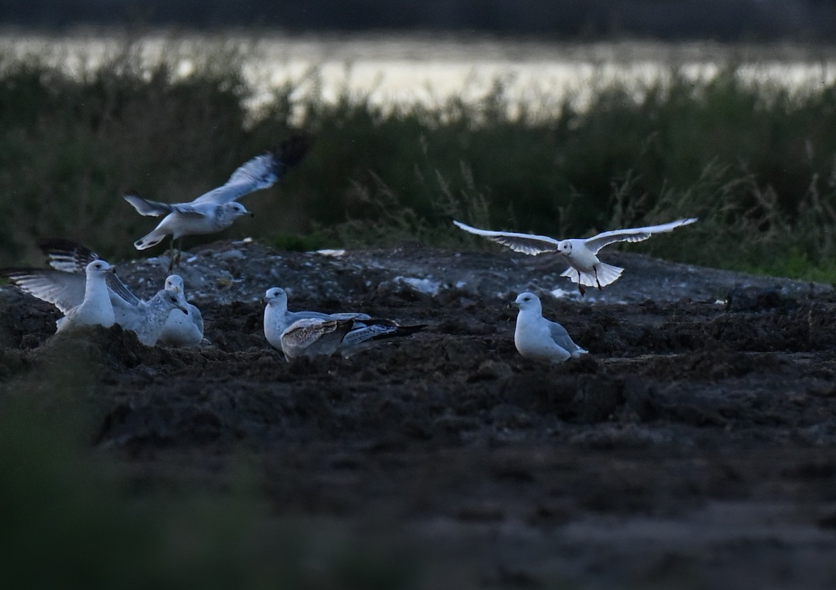 Black-headed Gull - ML644241685