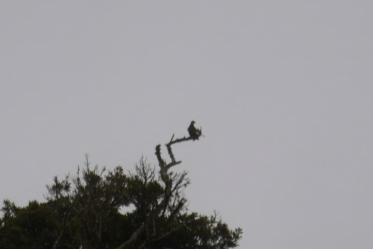 Pale-vented Pigeon - ML644241686