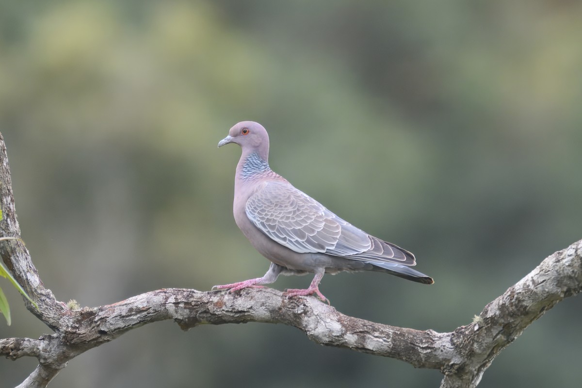 Picazuro Pigeon - ML644241691