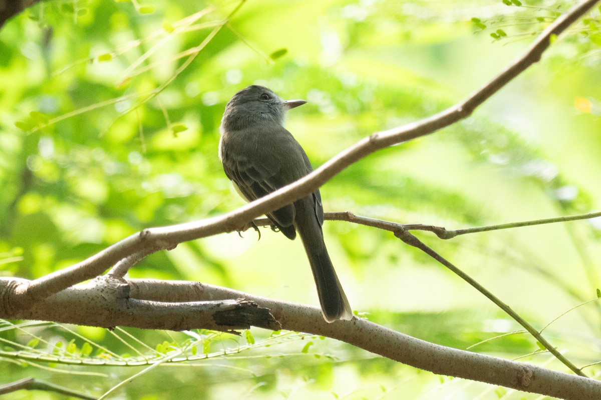 Panama Flycatcher - ML644241702