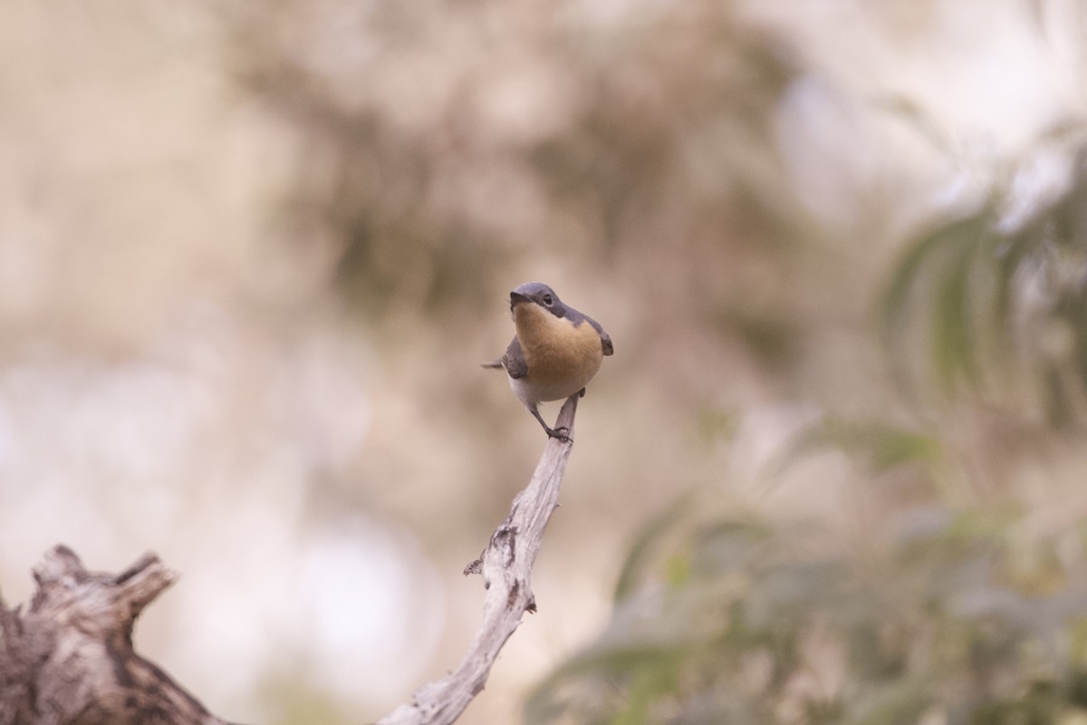 blymonark - ML644241708