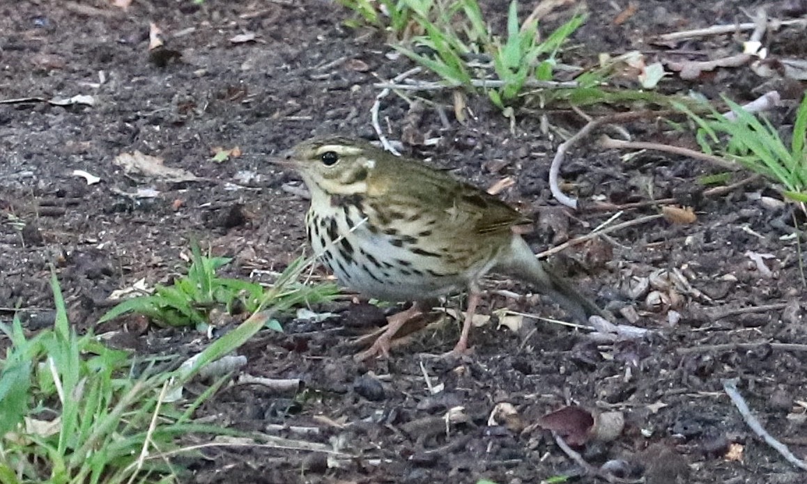 Olive-backed Pipit - ML644241725