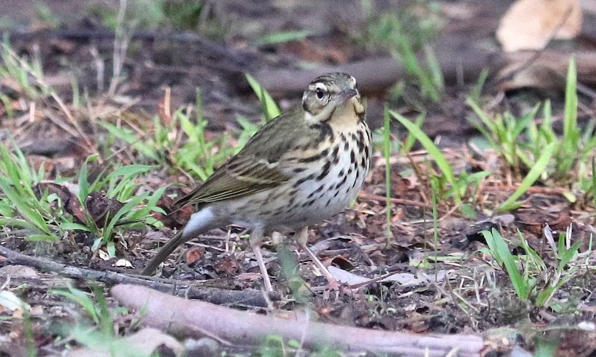 Olive-backed Pipit - ML644241726