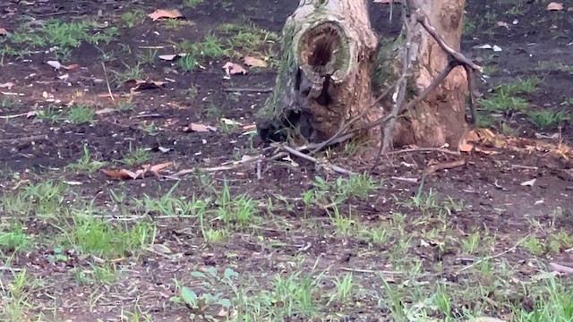 Olive-backed Pipit - ML644241728