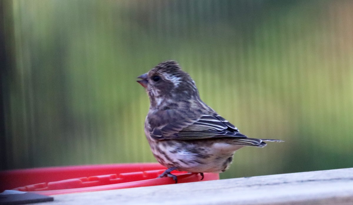 Purple Finch - ML644241730