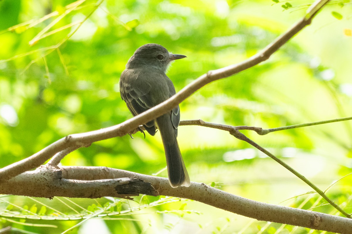 Panama Flycatcher - ML644241731