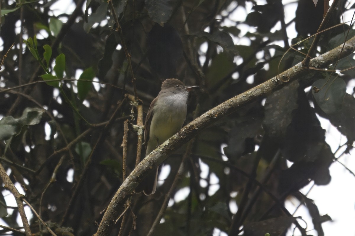 Swainson's Flycatcher - ML644241739